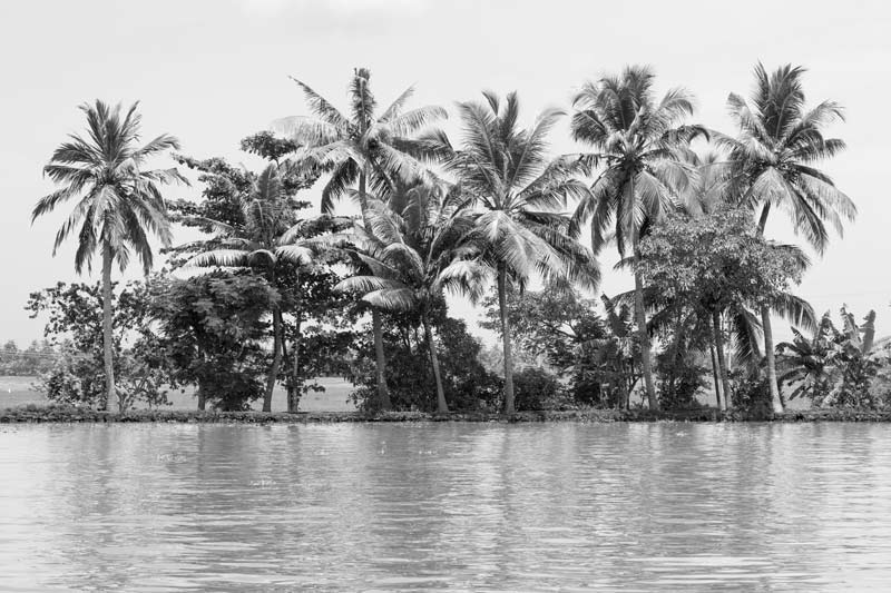 Agriculture below the Sea Level in Kuttanad, Alappuzha district, Kerala - Coconut plantation on a patch of garden land reclaimed from Vembanad Lake